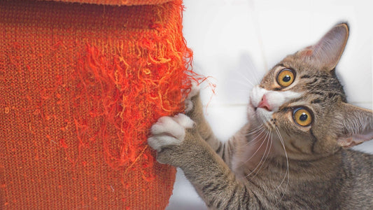 Chat qui griffe un canapé orange abîmé, problème de griffade
