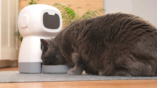 gamelle automatique chat avec portions contrôlées pour prévenir la gloutonnerie