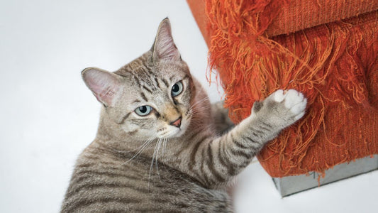 chat tigré griffant un canapé moderne avec marques visibles de griffure de chat