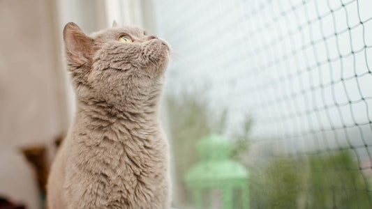 Je culpabilise de laisser mon chat seul à la maison pendant la journée