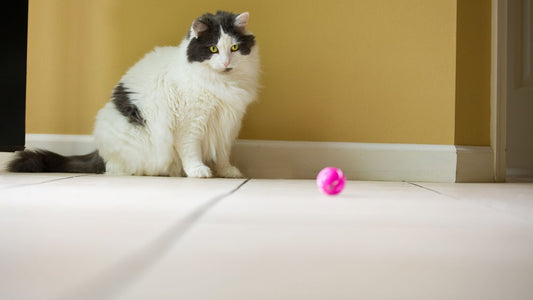 Chat blanc et noir en appartement observant une balle rose, jouet pour chat interactif