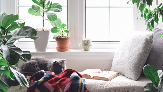 Lit pour chat douillet installé sur un rebord de fenêtre cosy avec plantes vertes et plaid chaleureux