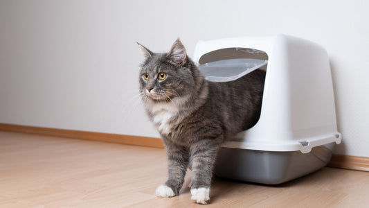 Chat gris sortant d’une litière anti odeur chat fermée au design discret, sur parquet clair