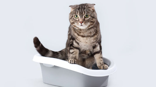 Bac à litière fermé design pour limiter les odeurs de chat dans la maison
