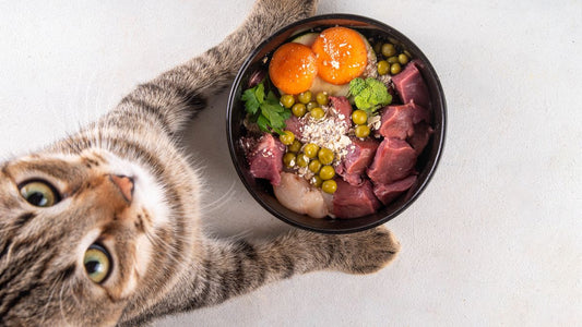 Chat tigré regardant une gamelle de nourriture fraîche et colorée, illustrant l’appétit d’un chat en bonne santé