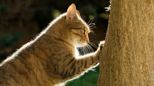 Griffoir pour chat design dans un salon moderne et protégé