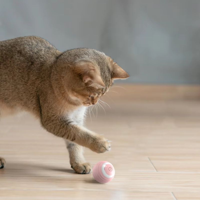 TurboChat™ – Le Jouet Motorisé qui Éveille l’Instinct de Votre Chat