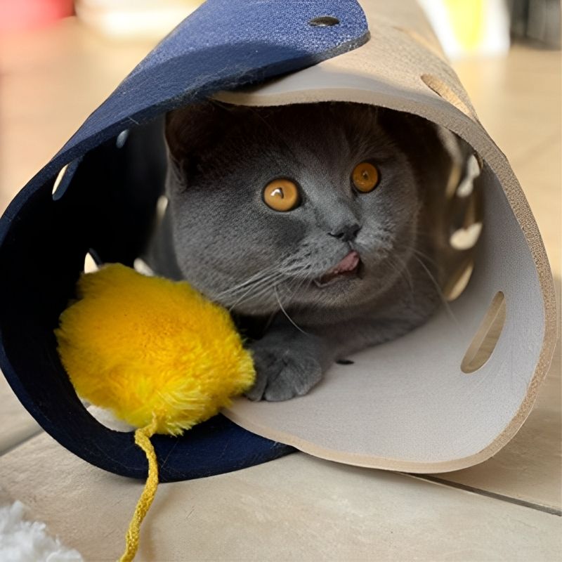 CatFelt™ - Le Tunnel Modulable pour des Aventures Félines sans Limites