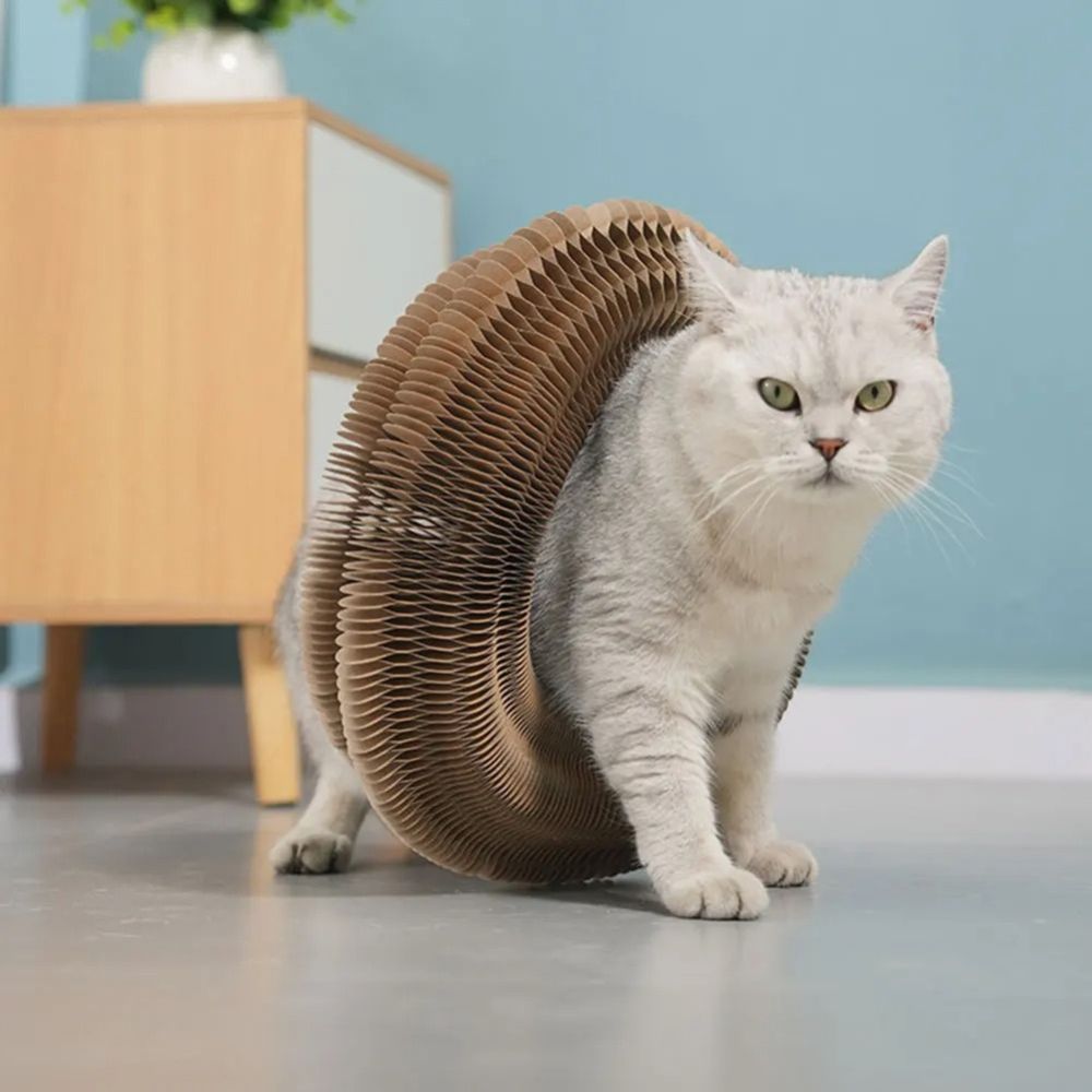 curlinou tunnel flexible pour chat