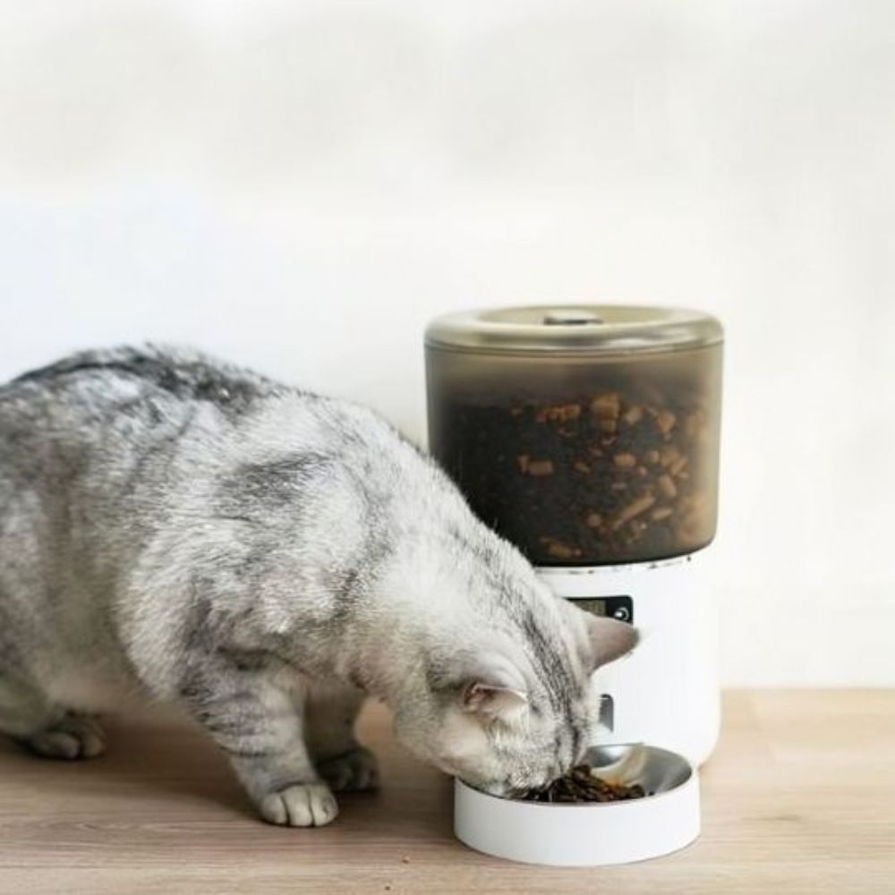Chat gris mangeant dans un distributeur croquettes chat automatique avec gamelle en acier inoxydable.