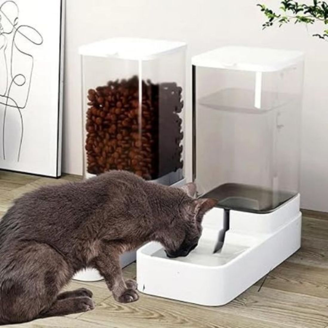 chat gris buvant dans un distributeur eau chat avec réservoir transparent