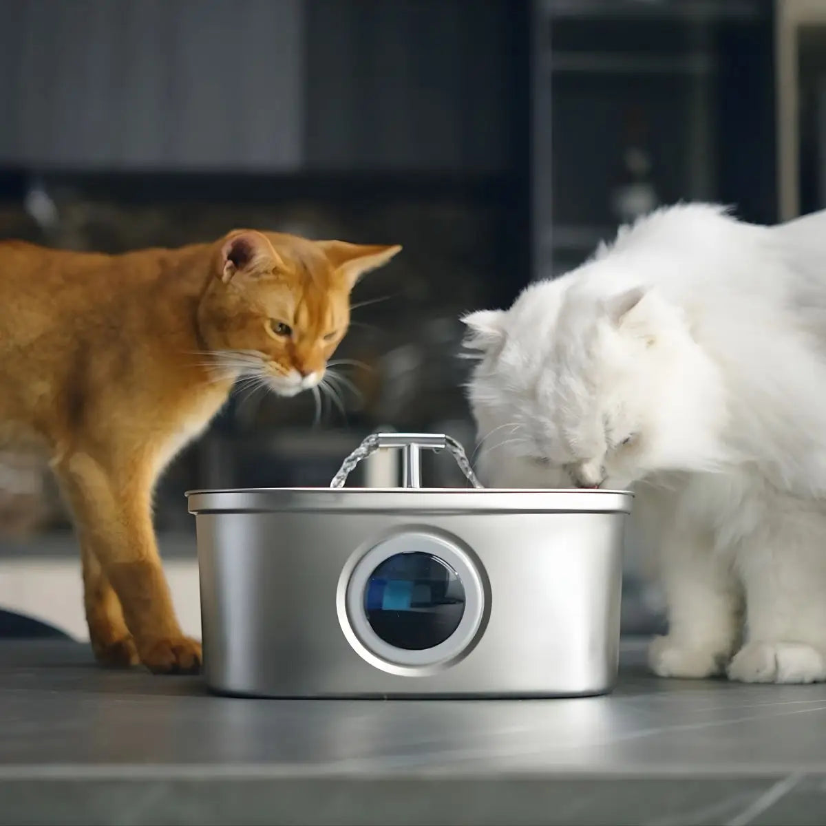 Deux chats buvant simultanément dans fontaine à eau CrystalFlow 3,2L en acier inoxydable pour foyers multi-chats