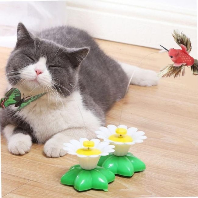 Chat blanc en pleine chasse dâun oiseau tournoyant â Papiluneâą rĂ©veille lâĂąme de prĂ©dateur mĂȘme en appartement