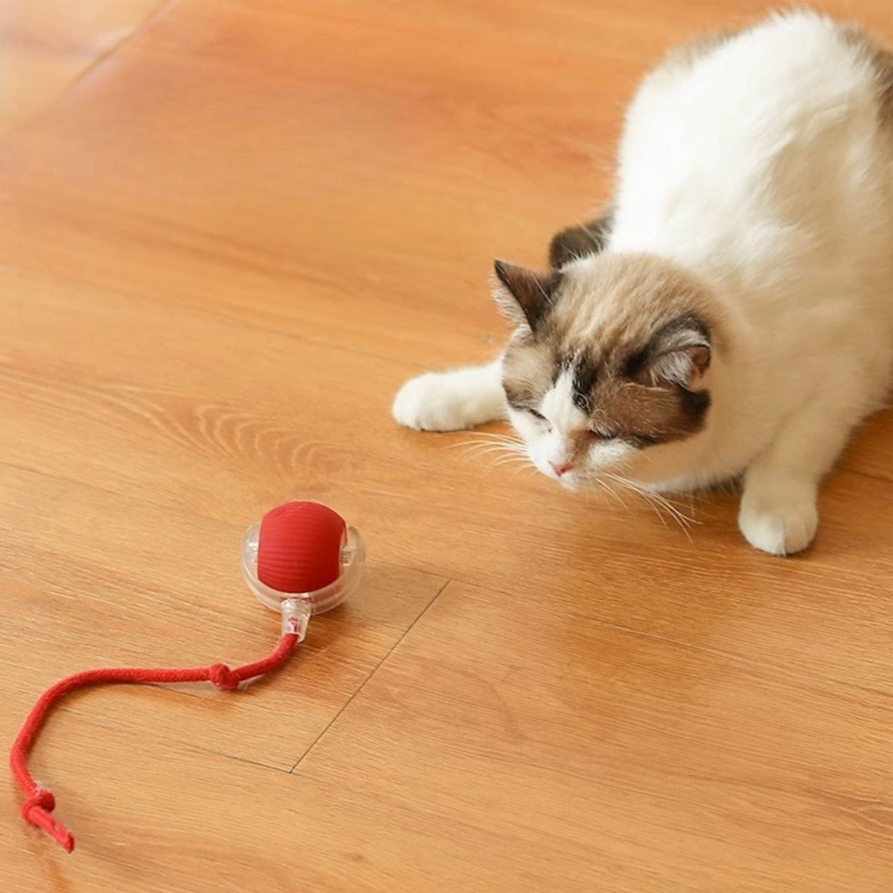 Jouet pour chat chaseball avec un chat blanc jouant avec