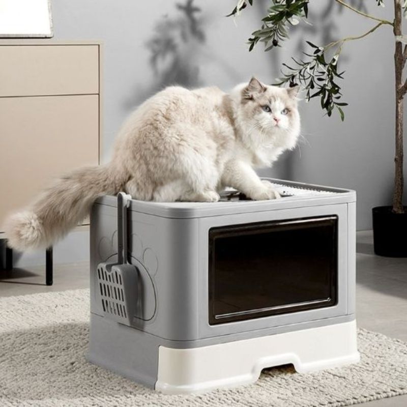 Chat sur une litière fermée design avec pelle intégrée et sortie par le haut