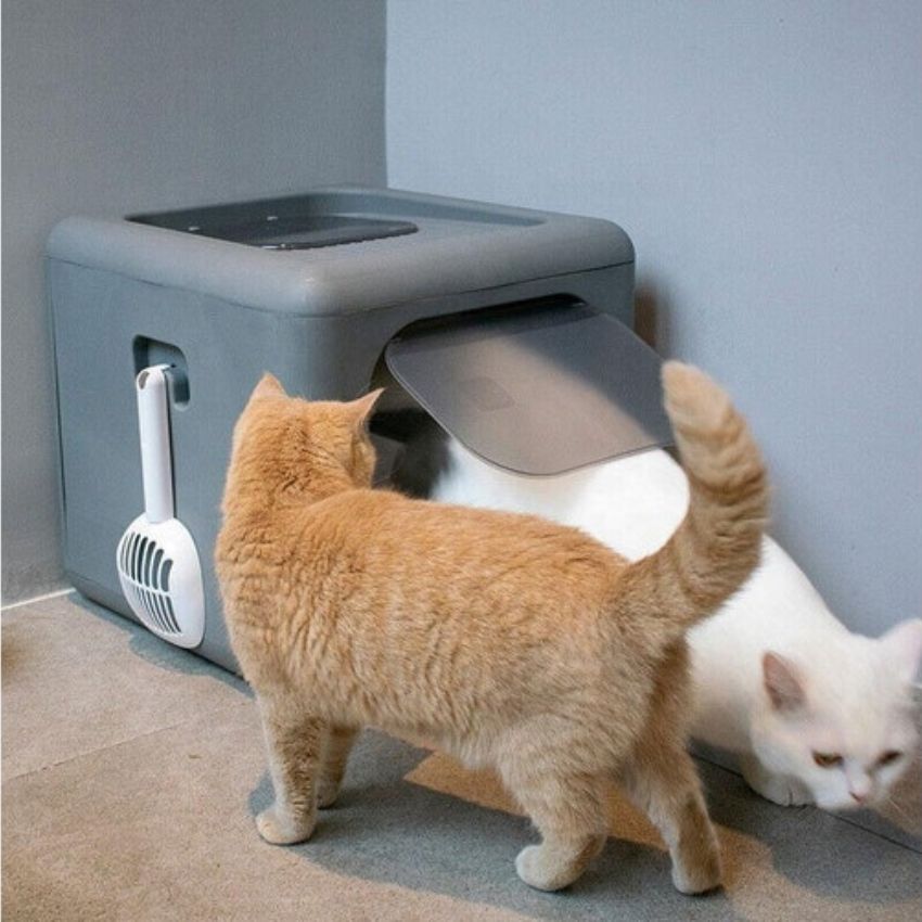 Deux chats autour d’une maison de toilette fermée avec pelle suspendue