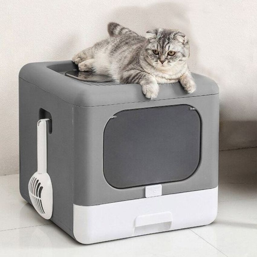 Chat détendu allongé sur une maison de toilette design et fermée