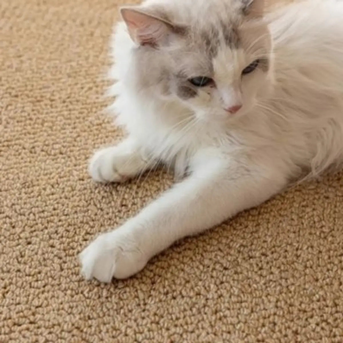 tapis griffoir chat confortable pour protéger vos meubles et satisfaire votre félin