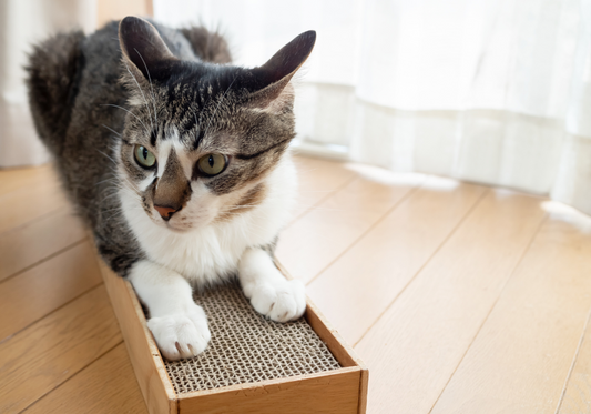 4 Solutions pour Éviter les Griffures sur vos Meubles