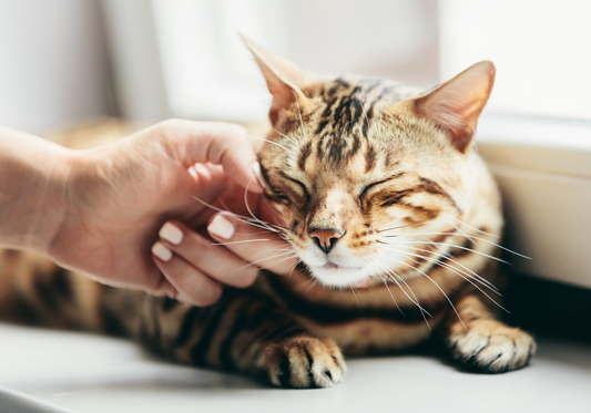 7 signes qui montrent que votre chat est épanoui.