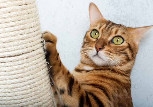 Comment Apprendre à Votre Chat à Utiliser un Griffoir