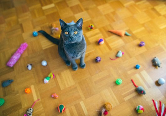 Comment Choisir le Jouet Parfait selon la Personnalité de Votre Chat