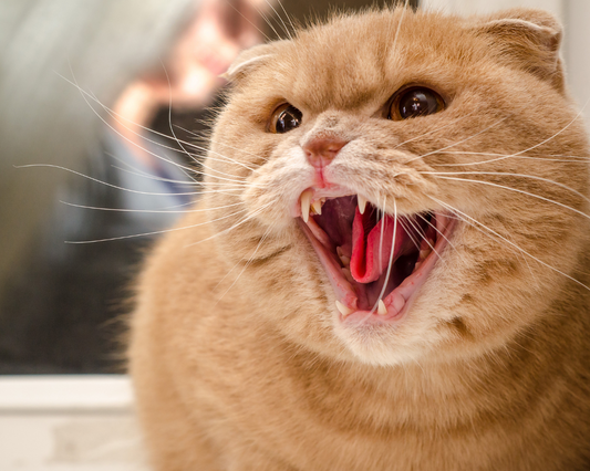 Comment Repérer et Gérer le Stress chez Votre Chat