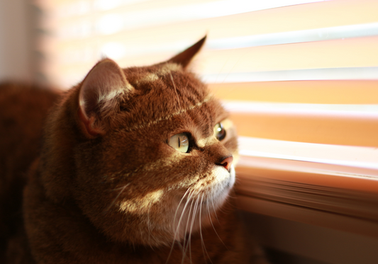 Gérer la Jalousie de votre Chat : Nos Conseils Pratiques