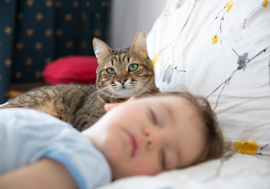 Introduire un Bébé à un Chat – Conseils Pratiques