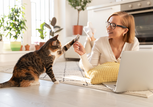 L'Importance de la Stimulation Mentale chez les Chats d’Intérieur