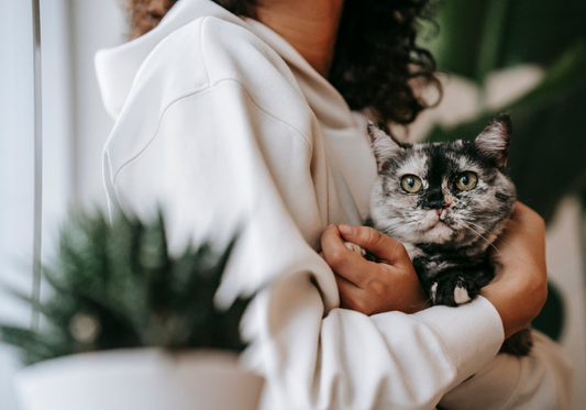 Pourquoi certains chats ne se lient qu’à une seule personne ?