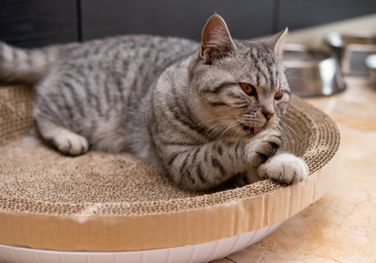 Pourquoi les Griffoirs sont Essentiels au Bien-Être des Chats