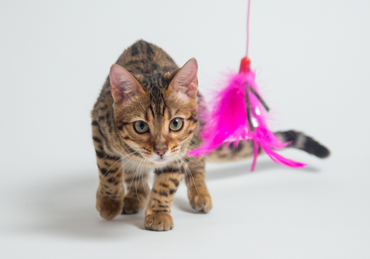 Pourquoi les Jouets Interactifs sont Essentiels pour l’Épanouissement des Chats