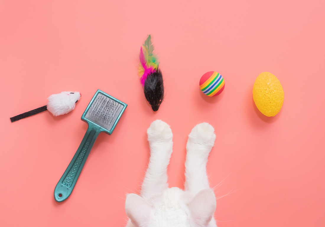 Top 5 des Jeux Simples pour Renforcer Votre Lien avec Votre Minou