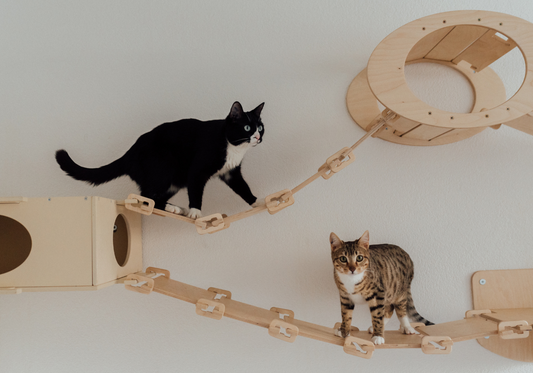 Votre chat est-il du type haut ou bas ?