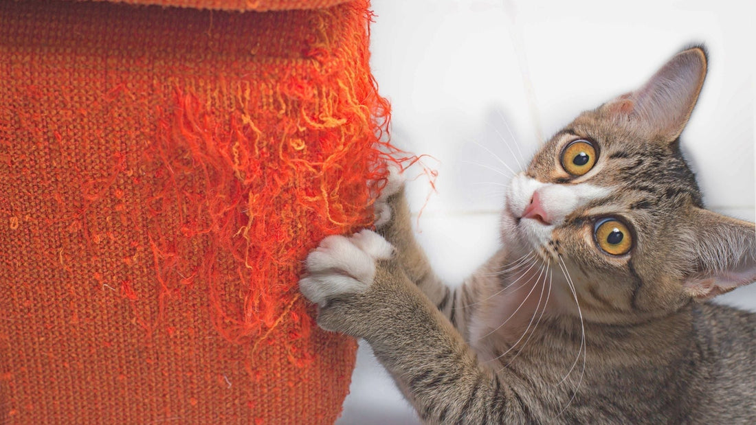Chat qui griffe un canapé orange abîmé, problème de griffade
