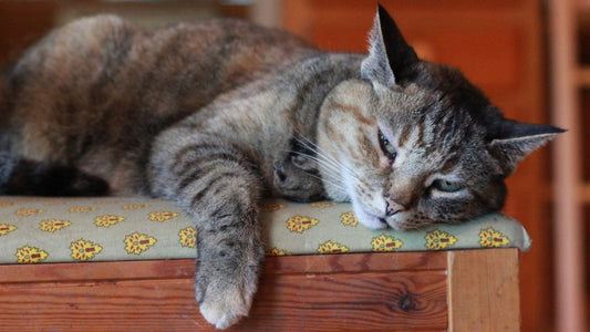 Chat à l’air triste regardant par la fenêtre – signes d’un chat qui s’ennuie en appartement