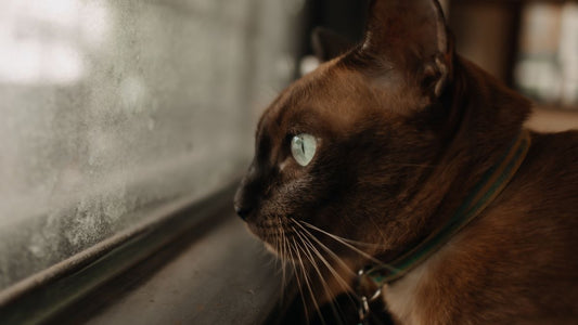Chat seul à la maison regardant par la fenêtre
