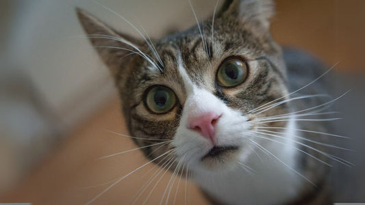 comportement des chats : un regard figé peut révéler une forte anxiété