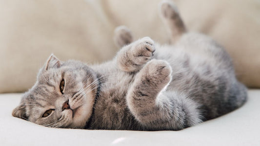 Chat détendu allongé sur un coussin moelleux, illustration d’un comportement du chat serein