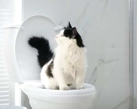 Mon chat fait pipi partout : 8 causes réelles (et solutions simples)