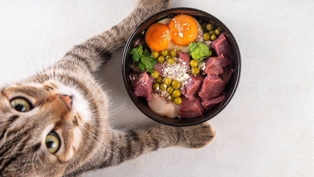 Chat tigré regardant une gamelle de nourriture fraîche et colorée, illustrant l’appétit d’un chat en bonne santé