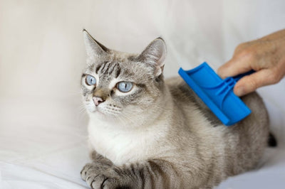 Chat se faisant brosser par une brosse pour chat