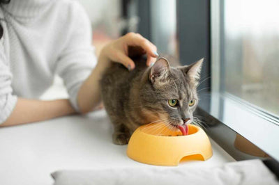 Chat tigré buvant dans une fontaine a eau chat transparente MonDouxMinou