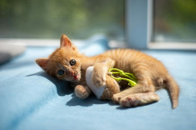 chatons jouant avec un jouet pour chat sur un lit