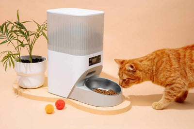Chat roux mangeant dans un distributeur croquettes chat automatique MonDouxMinou