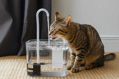 Chat tigré buvant dans une fontaine a eau chat transparente MonDouxMinou