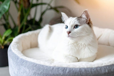 Chat blanc assis dans son panier pour chat gris