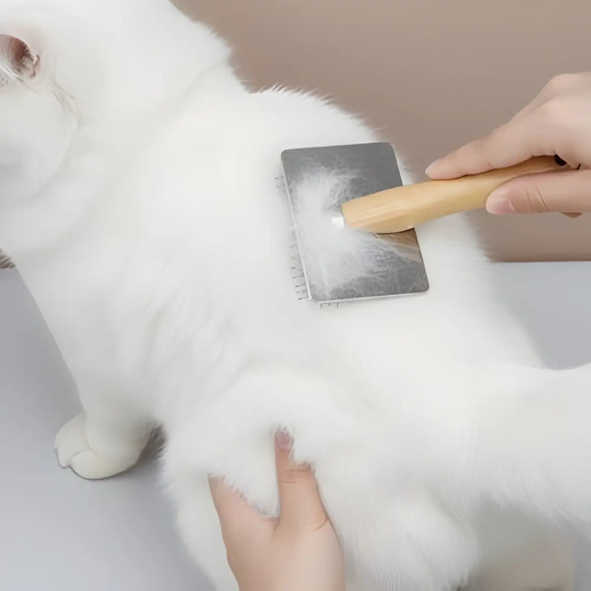 brosse chat poil long utilisée pour démêler et entretenir la fourrure blanche d'un chat.