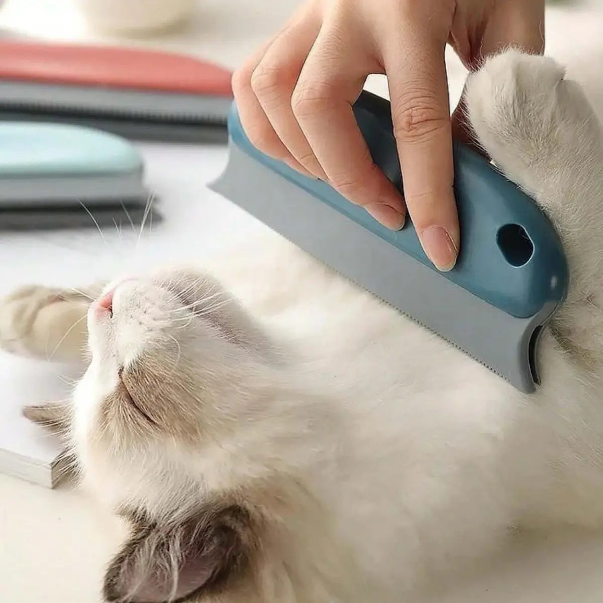 brosse poil chat utilisée pour un toilettage doux sur un chat détendu.